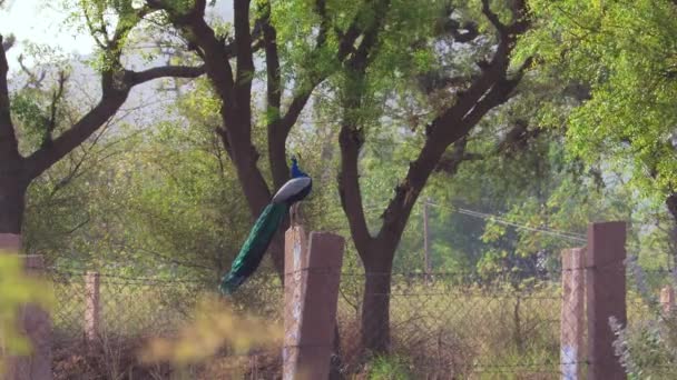 Jodhpur Taş Sütununda Oturan Peacock Yakın Çekim Görüntüleri — Stok video