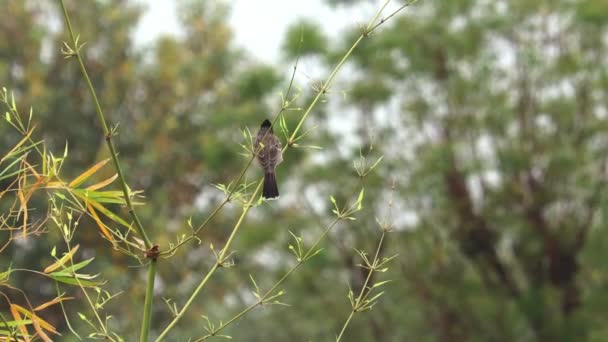 Nagranie Bliska Słowika Bulbul Bird Siedzącego Gałęzi Bambusa Rozmytym Tłem — Wideo stockowe
