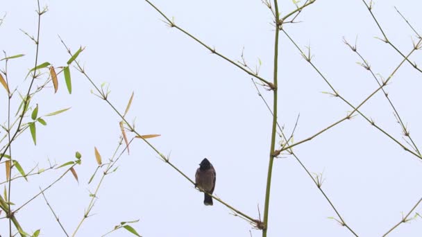 Imágenes Cerca Ruiseñor Bulbul Bird Posado Una Rama Bambú — Vídeos de Stock