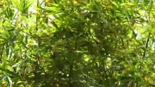 Imágenes Cerca Hojas Árbol Bambú Temblando Debido Fuerte Viento — Vídeos de Stock