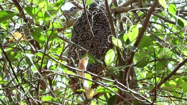 蜂窝挂在树枝上 蜜蜂坐在树枝上的特写镜头 — 图库视频影像