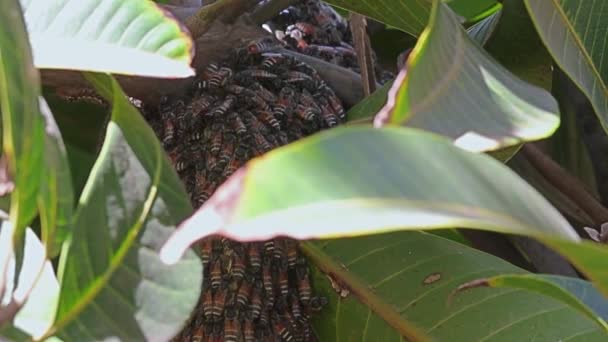 蜜蜂坐在蜂窝上的特写镜头 — 图库视频影像
