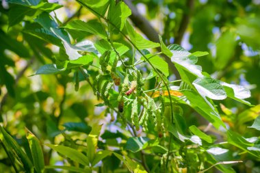 Ağaçta olgunlaşmış dut meyvelerinin yakın plan fotoğrafı.