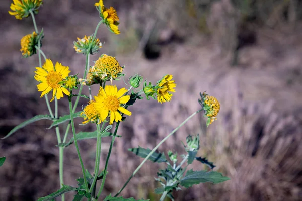 Κοντινό Πλάνο Φωτογραφία Του Κίτρινου Χρώματος Άνοιξη Άγριο Λουλούδι Στον — Φωτογραφία Αρχείου