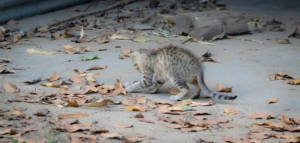 Foto Close Dari Kucing Tabby Kecil Bermain Dan Melompat Musim — Stok Foto