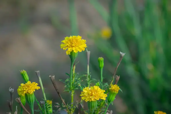 Κοντινό Πλάνο Φωτογραφία Του Κίτρινου Λουλουδιού Άνοιξη Marigold Ανθίζει Στον — Φωτογραφία Αρχείου