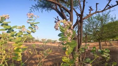 Organik Sağlıklı Melez Tayland Çölü Vahşi Bitkisi 'nin yakın çekim videosu - Sodom Elması (Calotropis procera), Calotropis gigantea, aak, madar mor çiçekleri yazın ormanda çiçek açıyor.