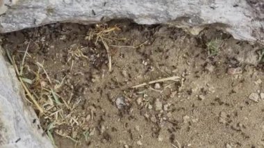 Tüm karıncalar çalışıyor ve bazı karıncalar karada bulunan ahşap üzerinde çalışıyor. Hepsi de işi tamamlamak için takım halinde çalışıyorlar. Bu klipte doğal ses ya da ses ile karıncalı takım çalışması.