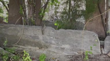 Sincap yukarı çıkıyor ve bazı yapraklar görünüyor. Köri yaprakları görülür ve bu klipte doğal ses veya ses ile çevrili yeşil yapraklar vardır.