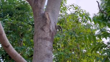 Sincap ağaçta oynarken ve sesle zıplarken çekilmiş yakın çekim görüntüleri.