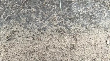 Kuru çiçek nektarı taşıyan büyük siyah karıncalar ve yavaş çekim yapan taneler.