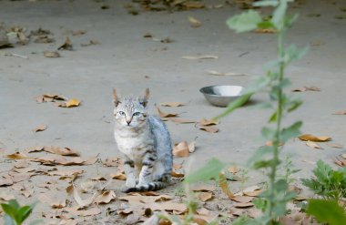 Küçük gri bir tekir kedi yerde oturuyor. Kuru yapraklarla çevrili. Arka planda metal bir kase var..