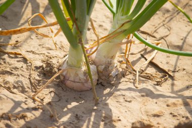 Yeşil tepeli ve kuru yapraklı kumlu toprakta yetişen iki soğanın yakın çekimi..