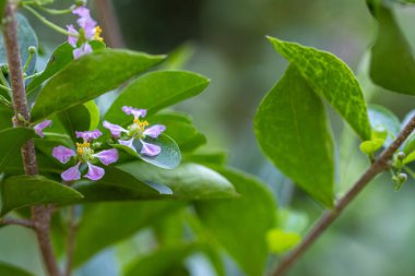 Canlı yeşil yaprakların yakın plan çekimi, küçük narin mor chery çiçekleri, açık havada serin bir bitki örtüsünün doğal güzelliğini ve detaylarını vurguluyor..