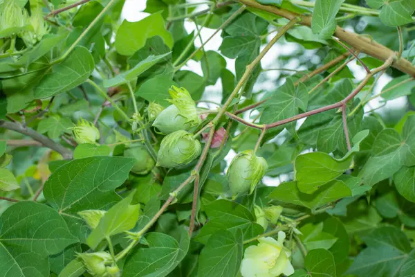 stock image Close-up of a green cotton plant with leaves and buds. Ideal for agricultural themes, gardening, and botanical studies.