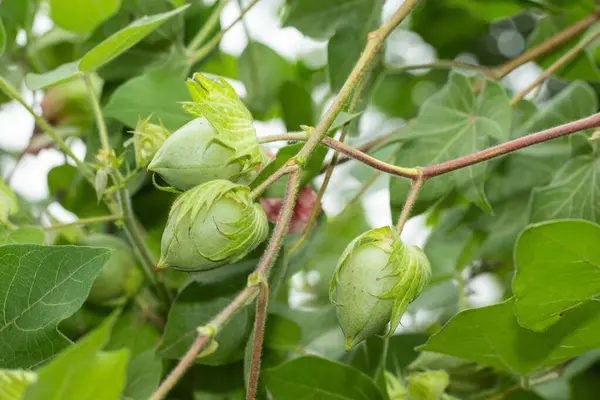 Bahçedeki yemyeşil yaprakların arasında büyüyen yeşil pamuk tomurcuklarını sergileyen bir pamuk bitkisinin yakın plan görüntüsü..