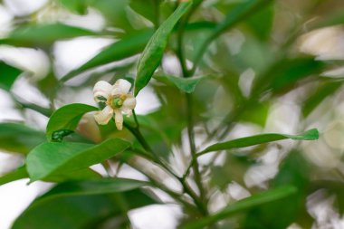 Doğanın güzelliğini gözler önüne seren yemyeşil yapraklarla çevrili narin beyaz bir çiçeğin yakın çekimi. Arka plan hafifçe bulanık, çiçeğe vurgu yapıyor ve odak noktasında bırakıyor..