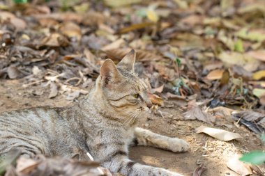 A tabby cat lays on the ground, surrounded by fallen leaves and debris. The cat's body is relaxed, with its head resting on the ground curled underneath its body. The background is out of focus, clipart