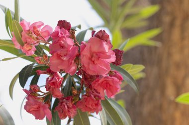 Bir demet parlak pembe zakkum çiçekleri, yemyeşil yapraklarla güneşli arka planda göze çarpar.