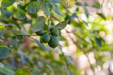 Taze yeşil limon ve yapraklı, güneş ışığına yakalanmış bir limon ağacı dalının yakın plan görüntüsü..