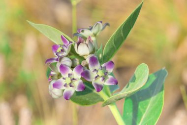 Yeşil saplı, yeşil ve kahverengi bulanık arkaplanlı narin, mor ve beyaz çiçeklerin yakın plan çekimi. (Arap yarımadası, Akak bitkisi )