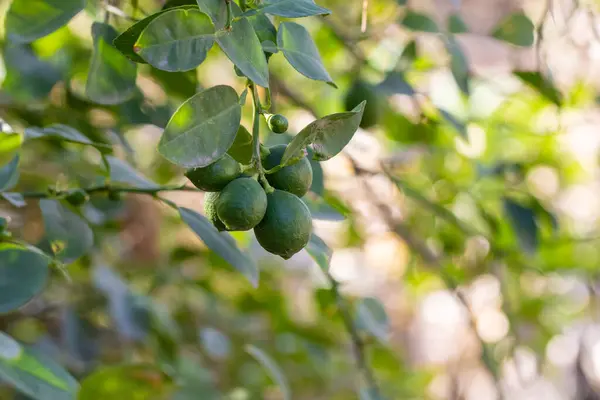 Taze yeşil limon ve yapraklı, güneş ışığına yakalanmış bir limon ağacı dalının yakın plan görüntüsü..