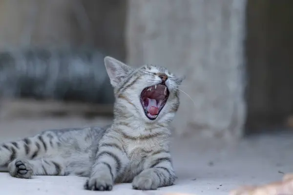 Tekir kedi beton avluda tembelce esniyor ve esniyor. Güneşin sıcaklığının tadını çıkarıyor.