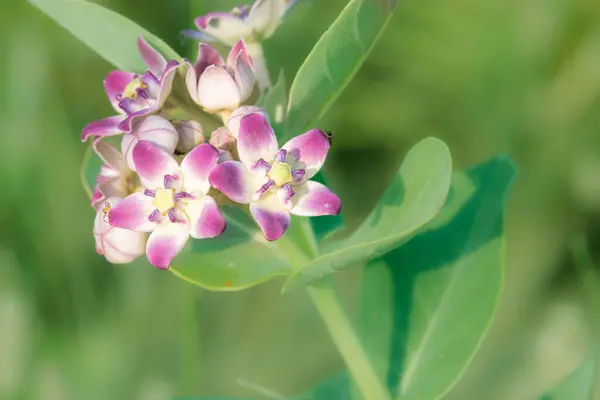 Doğal ortamında yemyeşil yapraklı canlı pembe ve beyaz çiçeklerin detaylı makro görüntüsü. (Arap yarımadası, Akak bitkisi )