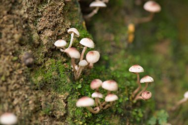 Ormanda yabani mantar