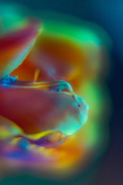 Stüdyo ışıklarında turuncu ve kırmızı lale çiçekleri olan arka plan, bulanık bir arka plan ve güzel bir bokeh, kartpostallar için arka plan. Yüksek kalite fotoğraf