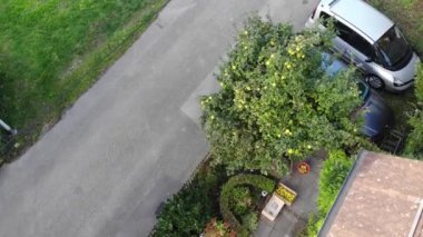 Bir evin ön bahçesindeki sandıkta bir sürü altın meyvesi olan ayva ağacının drone görüntüsü.