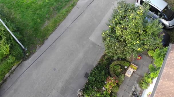 家の前庭のクレートに金の果実の多くが付いているクエンツリーのドローンビュー — ストック動画