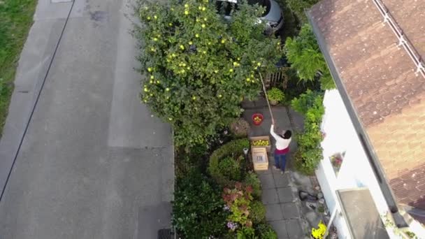 Drone Widok Kobiety Zbierającej Żółtą Pigwę Zbieraczem Owoców Przed Domem — Wideo stockowe