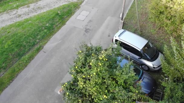 Drone Vista Gato Blanco Cruzando Calle Junto Árbol Membrillo Con — Vídeos de Stock
