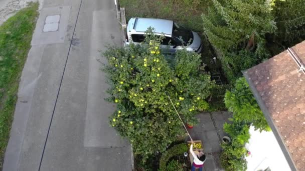Drónkép Egy Nőről Aki Sárga Birsalmát Arat Gyümölcsszedővel Otthona Udvarán — Stock videók