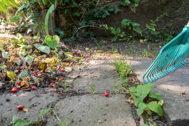 Olgunlaşmamış kirazlar yerde birlikte tırmıklamak için. Kirazların Haziran ayındaki meyveleri.