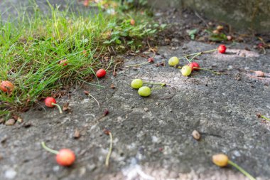 Kirazların haziran ayındaki meyvesi. Yerde küçük kırmızı ve yeşil kirazlar.