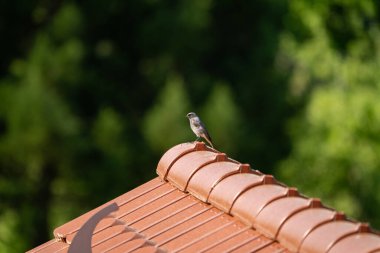 A serene view of a black redstart perched on a roof with a blurred forest backdrop, emphasizing tranquility and nature's beauty.