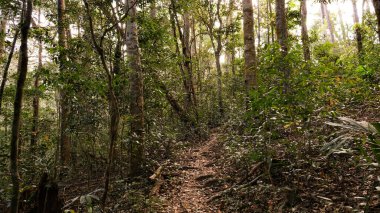in het forest. natuur samenstelling.