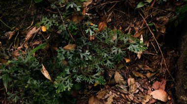 in het forest. natuur samenstelling.