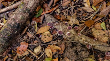 in het forest. natuur samenstelling.