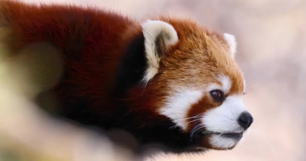 Ein Rotes Pandagesicht Aus Nächster Nähe Roter Panda Auch Als — Stockvideo