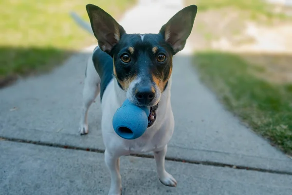 A Toy Fox Terrier holding a pet toy with its mouth under the shadow during a hot day.