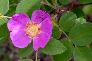 Rosa Nutkana 'ya ya da gül familyasının uzun ömürlü bir çalısı olan yaban gülü..