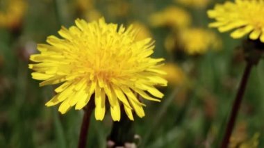 Baharda bir karahindibaya yakın bir makro. Taraxacum officinale çiçeği..