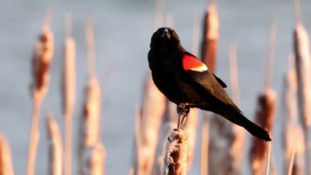 Близький Самця Червонокрилих Чорний Птах Перехожий Птах Родини Icteridae Знайдений — стокове відео