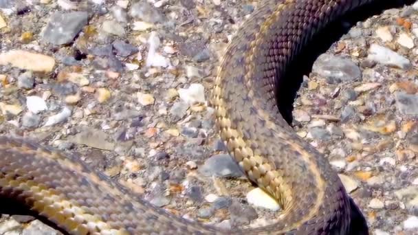 Vista Panorâmica Superior Uma Cobra Liga Terrestre Ocidental Thamnophis Elegans — Vídeo de Stock