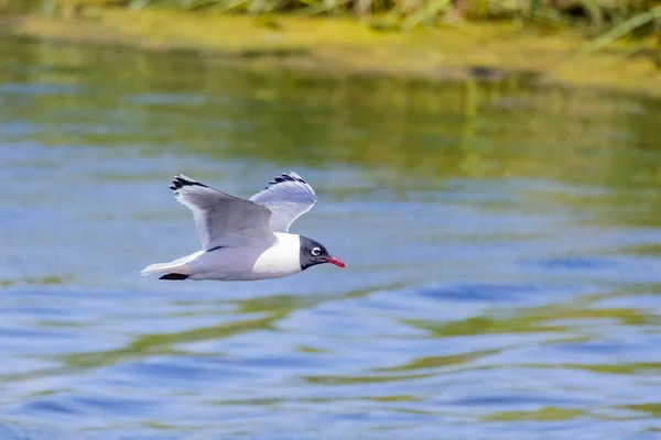 Side view of a Franklin\'s gull or Leucophaeus pipixcan, a small gull flying on a lake