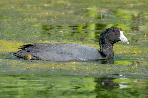 An American coot is a migratory bird that occupies most of North America. It lives in the Pacific and southwestern United States and Mexico