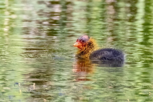 American coot chicks have conspicuously orange-tipped ornamental plumes covering the front half of their body that are known as chick ornaments that eventually get bleached out after six days.